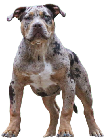 Dog with Man