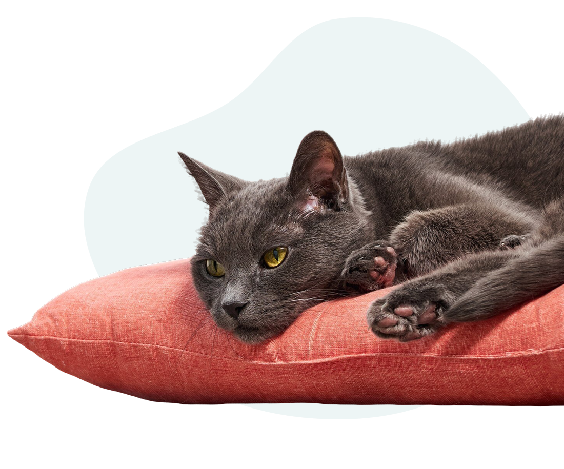 Gray cat lying on a cushion
