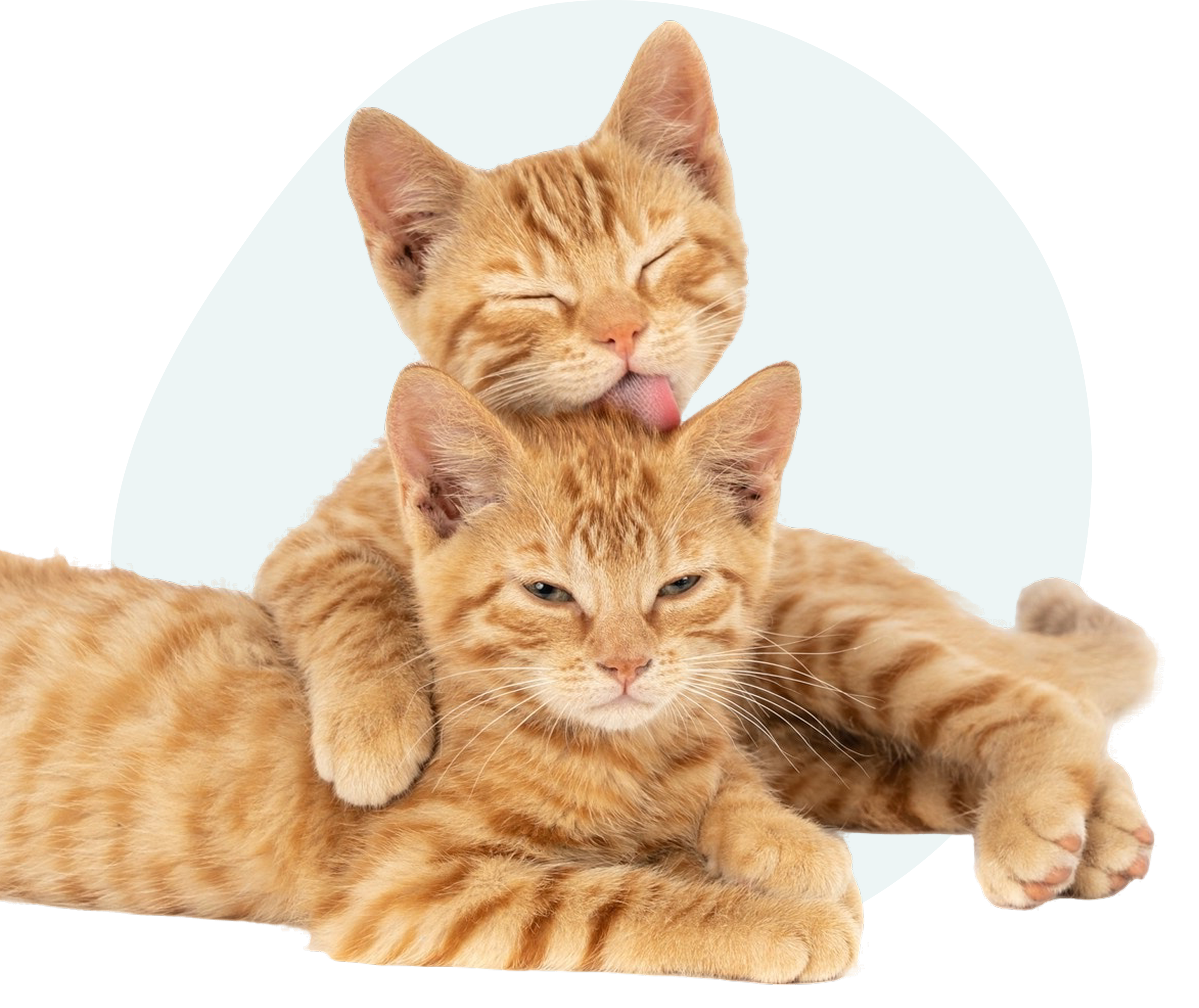 Two cute kittens