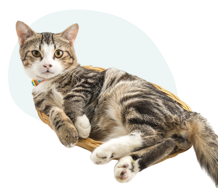 Jumping cat