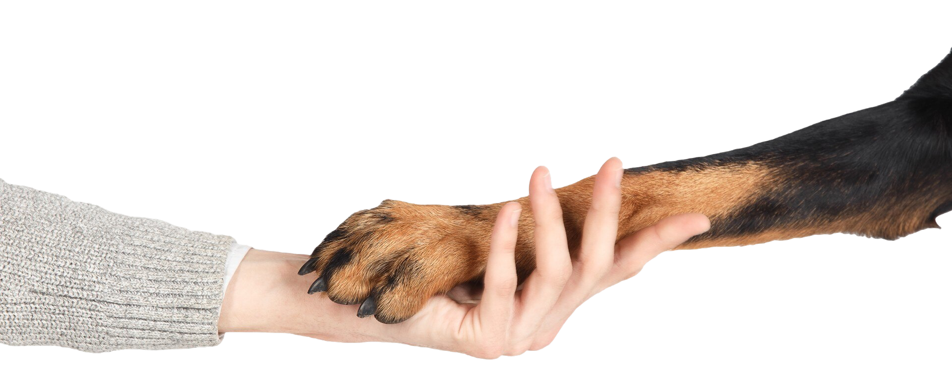 Human hand holding dog paw